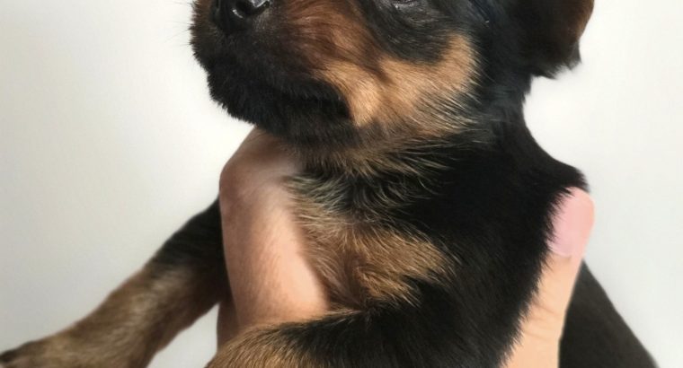 ðŸŒ¸ Adorable Miniature Yorkshire Terrier Puppies –