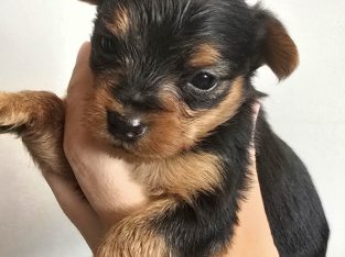 ðŸŒ¸ Adorable Miniature Yorkshire Terrier Puppies –