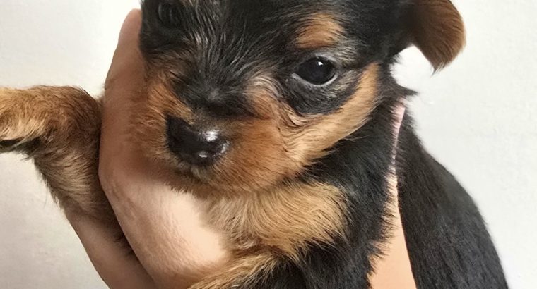 ðŸŒ¸ Adorable Miniature Yorkshire Terrier Puppies –