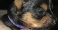 ðŸŒ¸ Adorable Miniature Yorkshire Terrier Puppies –