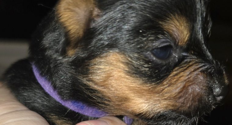ðŸŒ¸ Adorable Miniature Yorkshire Terrier Puppies –