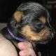 ðŸŒ¸ Adorable Miniature Yorkshire Terrier Puppies –