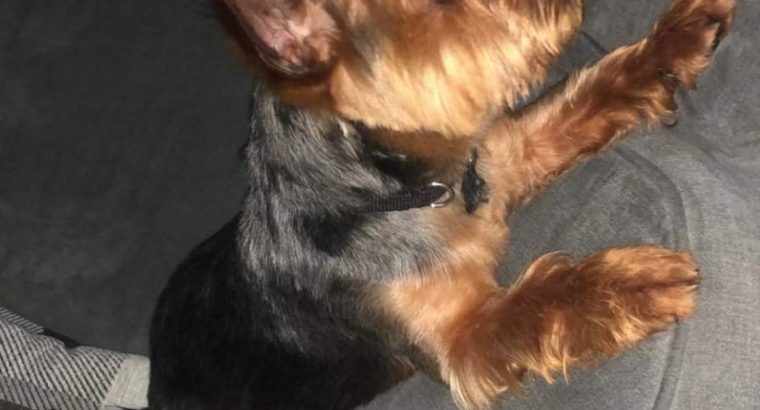 ðŸŒ¸ Adorable Miniature Yorkshire Terrier Puppies –