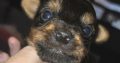 ðŸŒ¸ Adorable Miniature Yorkshire Terrier Puppies –