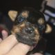 ðŸŒ¸ Adorable Miniature Yorkshire Terrier Puppies –