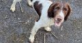 Old type English springer spaniel