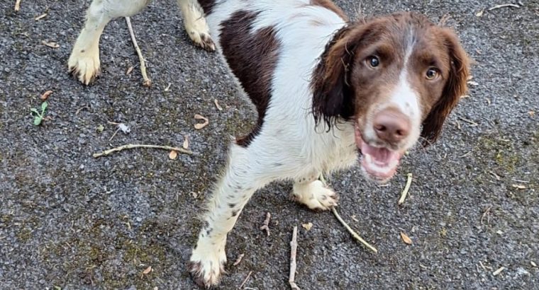 Old type English springer spaniel