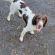 Old type English springer spaniel