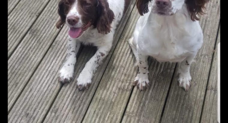 Old type English springer spaniel