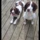 Old type English springer spaniel