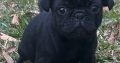 Pug Puppies