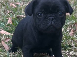 Pug Puppies