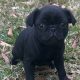 Pug Puppies