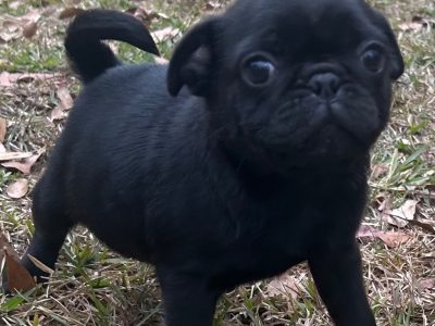 Pug Puppies