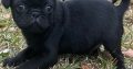 Pug Puppies