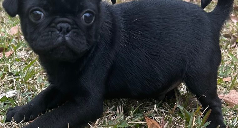 Pug Puppies