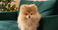 6 month old male Pomeranian puppy in Dublin