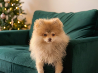 6 month old male Pomeranian puppy in Dublin