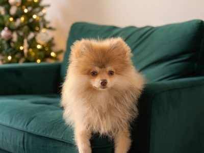 6 month old male Pomeranian puppy in Dublin