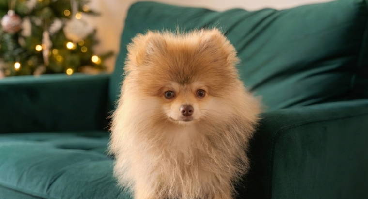6 month old male Pomeranian puppy in Dublin