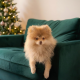 6 month old male Pomeranian puppy in Dublin