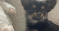 Chorkie pups
