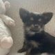 Chorkie pups