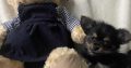Chorkie pups