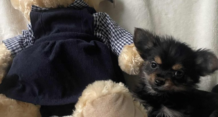 Chorkie pups