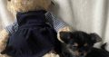 Chorkie pups