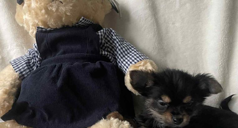 Chorkie pups