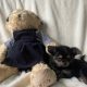 Chorkie pups