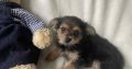 Chorkie pups