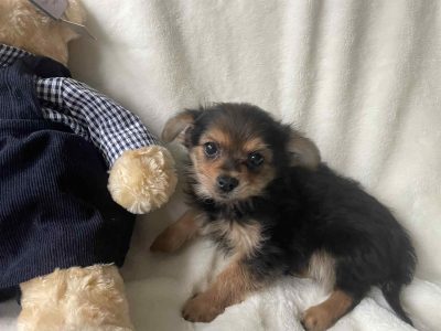 Chorkie pups