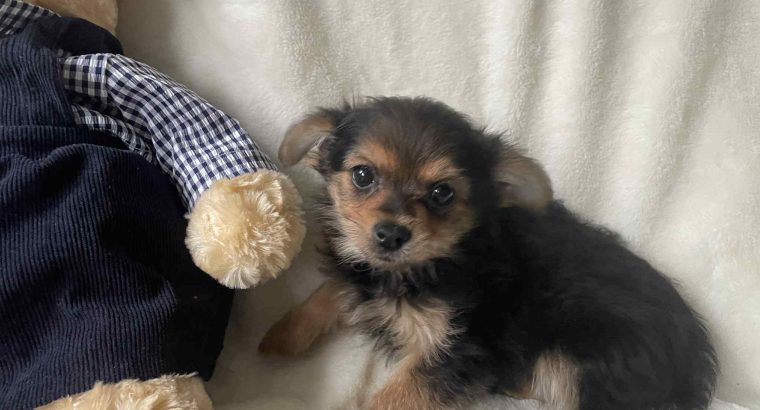Chorkie pups