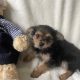 Chorkie pups