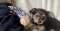 Chorkie pups