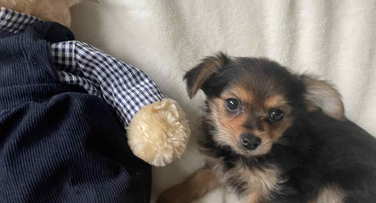 Chorkie pups