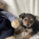 Chorkie pups