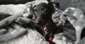 Italian greyhound