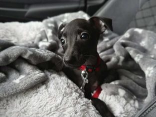 Italian greyhound