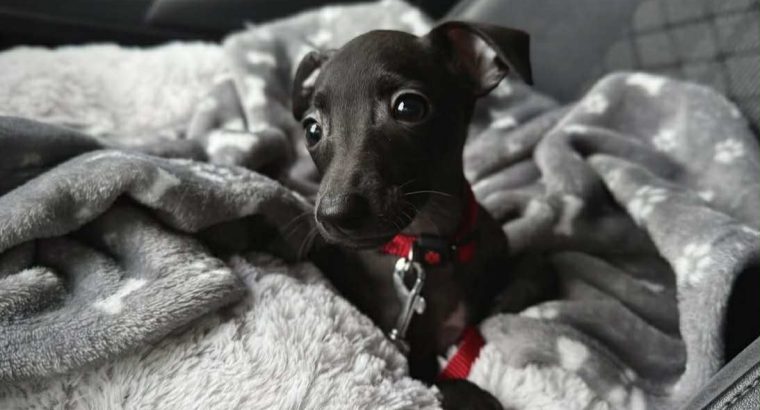 Italian greyhound