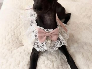 Italian greyhound