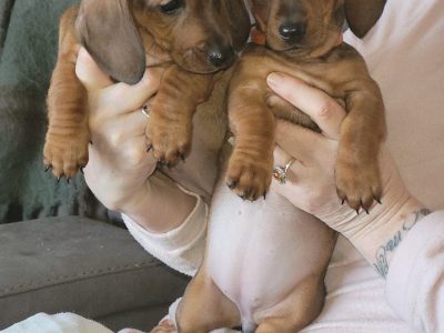 Daushund miniture