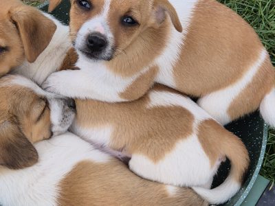 Jack Russell Puppies for Sale in Kildare