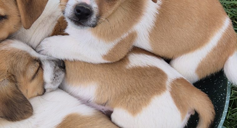 Jack Russell Pups
