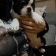 Boston Terrier puppy
