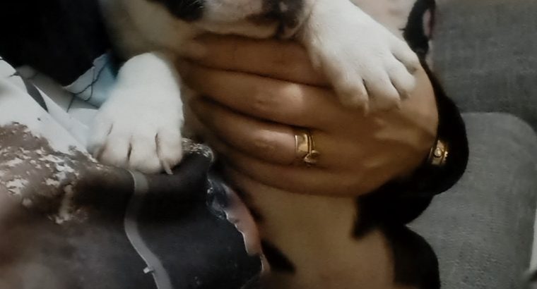 Boston Terrier puppy