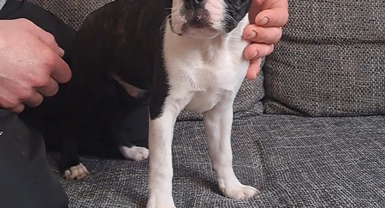 Boston Terrier puppy