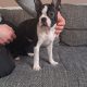 Boston Terrier puppy
